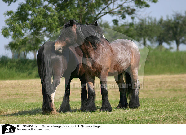 horses in the meadow / SS-05039