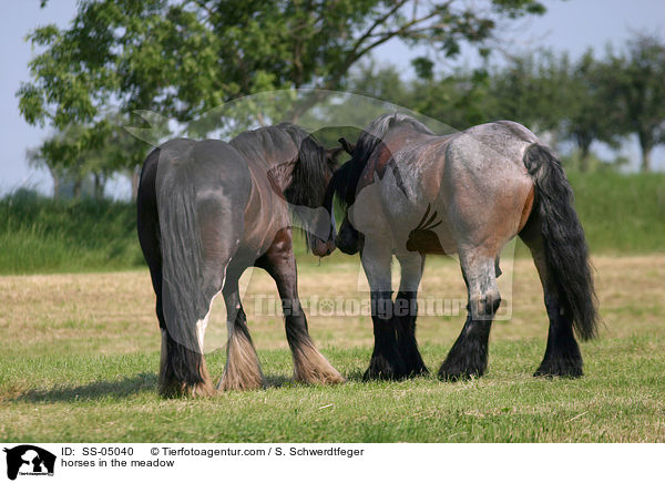 horses in the meadow / SS-05040