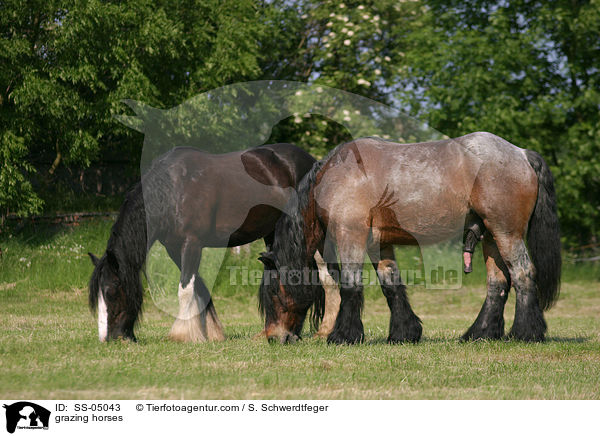 grazing horses / SS-05043