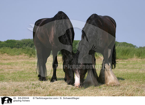 grasende Pferde / grazing horses / SS-05044