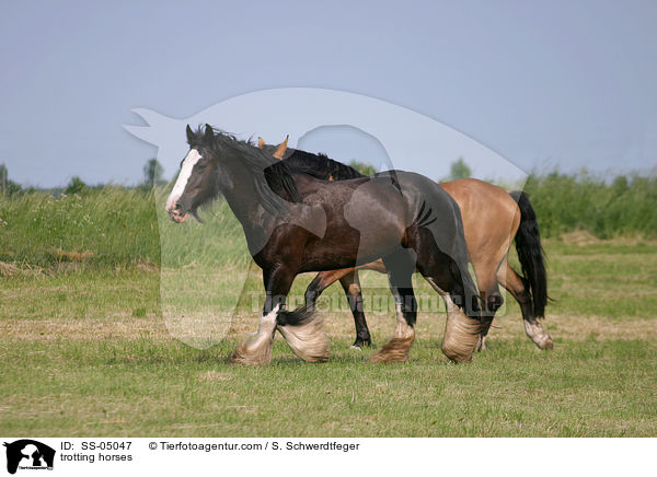trotting horses / SS-05047