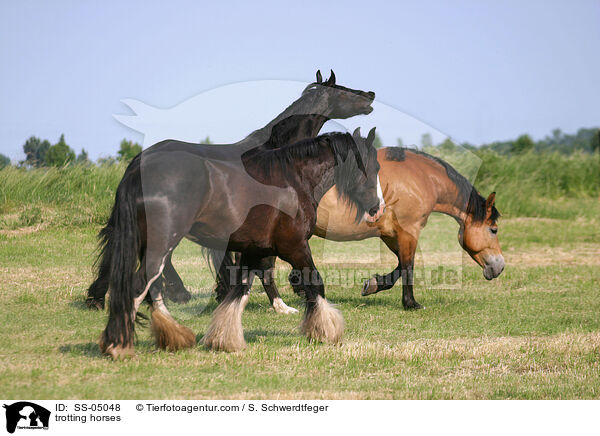 trotting horses / SS-05048