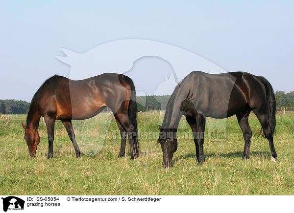 grasende Pferde / grazing horses / SS-05054