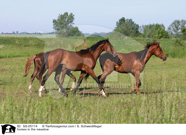 horses in the meadow / SS-05114