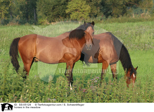 Pferde auf der Weide / horses in the meadow / SS-05128