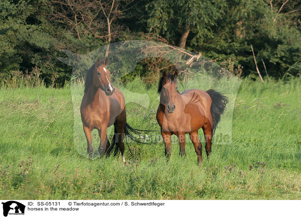 Pferde auf der Weide / horses in the meadow / SS-05131