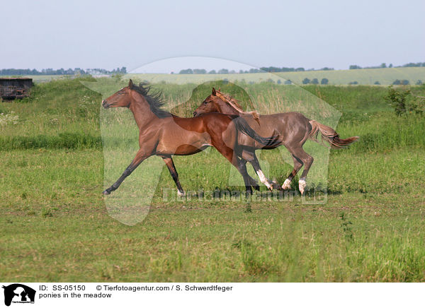 Ponies auf der Weide / ponies in the meadow / SS-05150