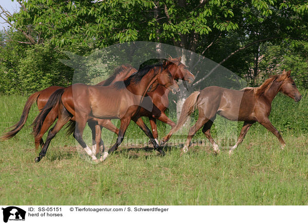 Pferdeherde / herd of horses / SS-05151