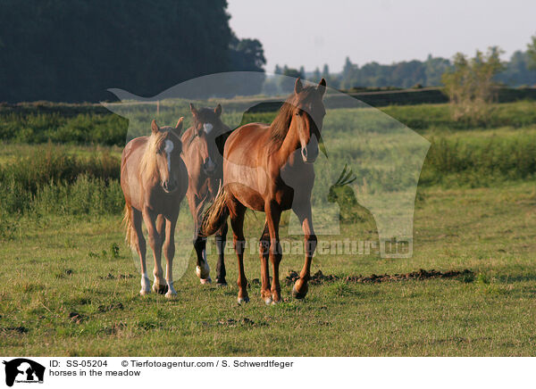 Pferde auf der Weide / horses in the meadow / SS-05204