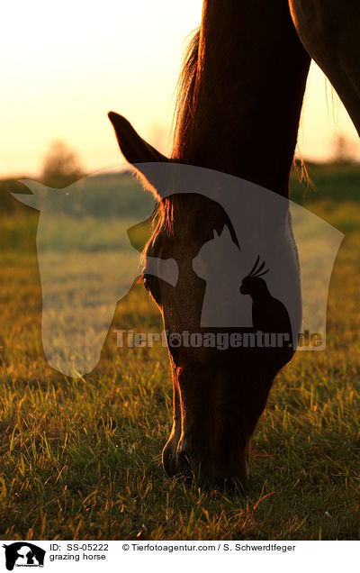 grasendes Pferd / grazing horse / SS-05222