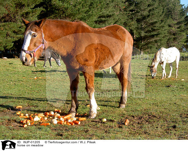 Pferde auf Weide / horse on meadow / WJP-01205
