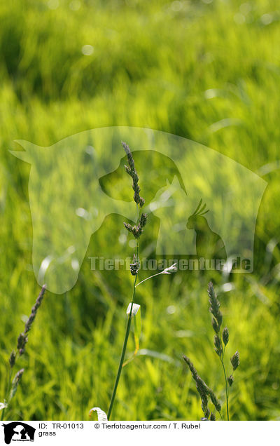grass / TR-01013