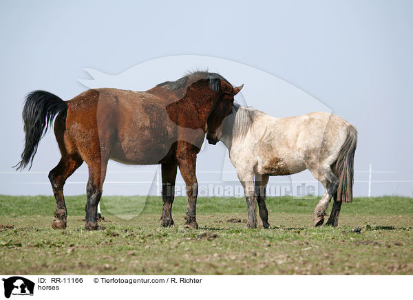 Pferde / horses / RR-11166