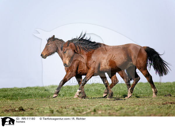 Pferde / horses / RR-11180