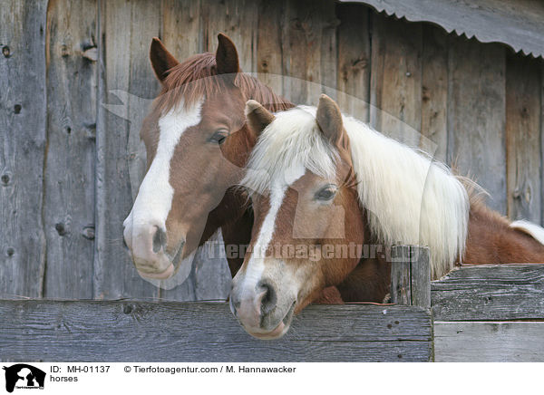 Pferde / horses / MH-01137