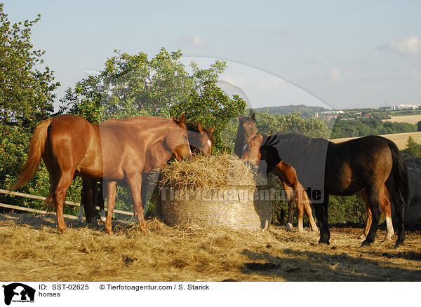 Pferde / horses / SST-02625