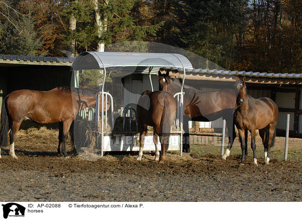 Pferde an der Heuraufe / horses / AP-02088