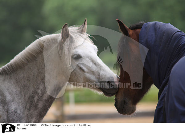 Pferde / horses / JH-01998