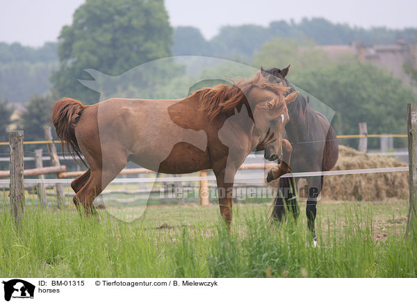 Pferde / horses / BM-01315