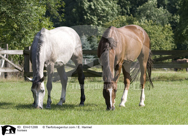 Pferde / horses / EH-01288