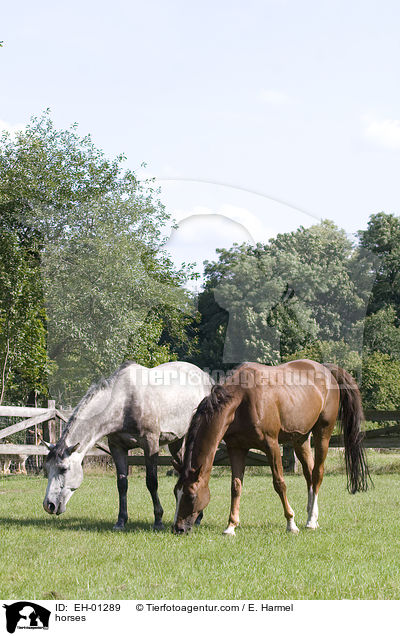 Pferde / horses / EH-01289