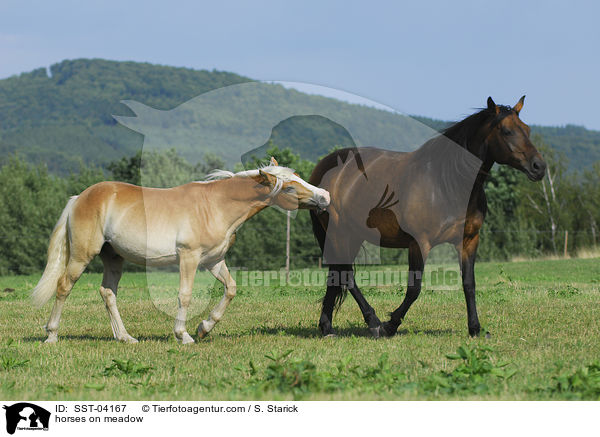 Pferde auf der Weide / horses on meadow / SST-04167