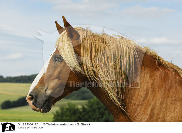 Pferde auf der Weide / horses on meadow / SST-04170