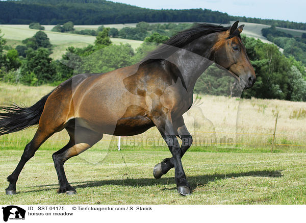 Pferde auf der Weide / horses on meadow / SST-04175
