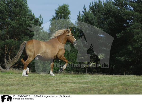 Pferde auf der Weide / horses on meadow / SST-04176