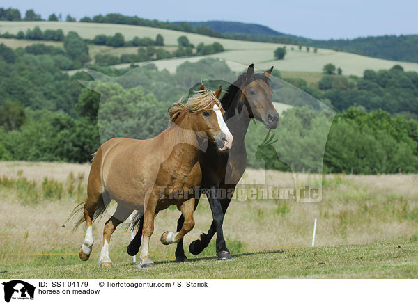 Pferde auf der Weide / horses on meadow / SST-04179