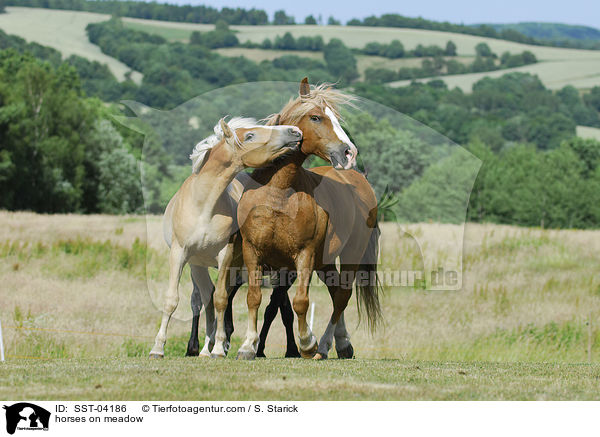 Pferde auf der Weide / horses on meadow / SST-04186