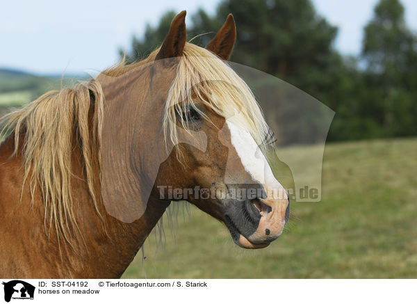 Pferde auf der Weide / horses on meadow / SST-04192