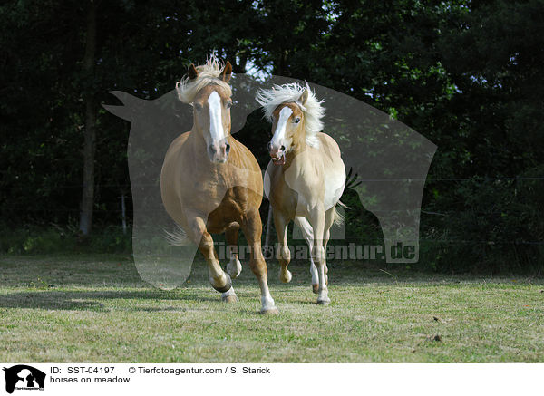 Pferde auf der Weide / horses on meadow / SST-04197