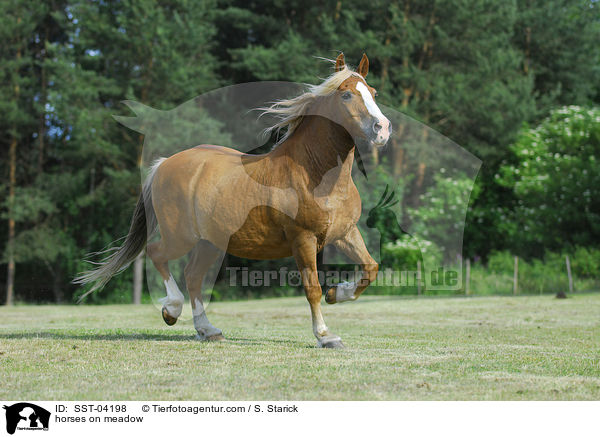 Pferde auf der Weide / horses on meadow / SST-04198