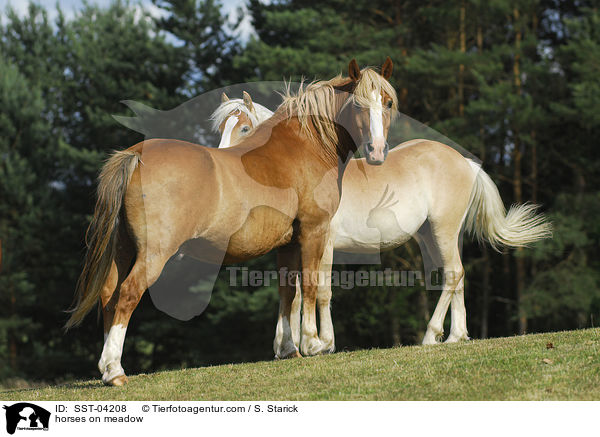 Pferde auf der Weide / horses on meadow / SST-04208
