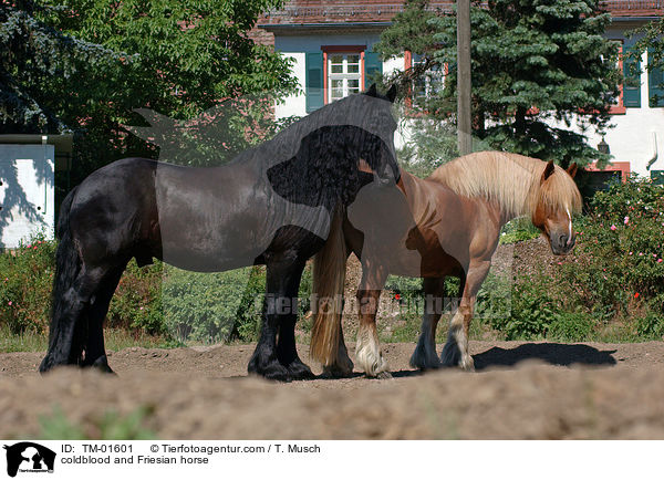 coldblood and Friesian horse / TM-01601