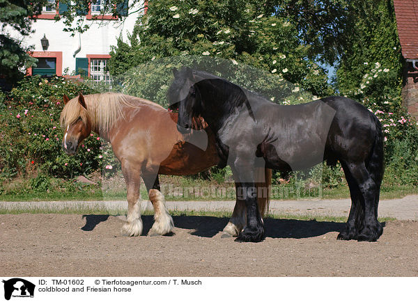 Schleswiger Kaltblut und Friese / coldblood and Friesian horse / TM-01602