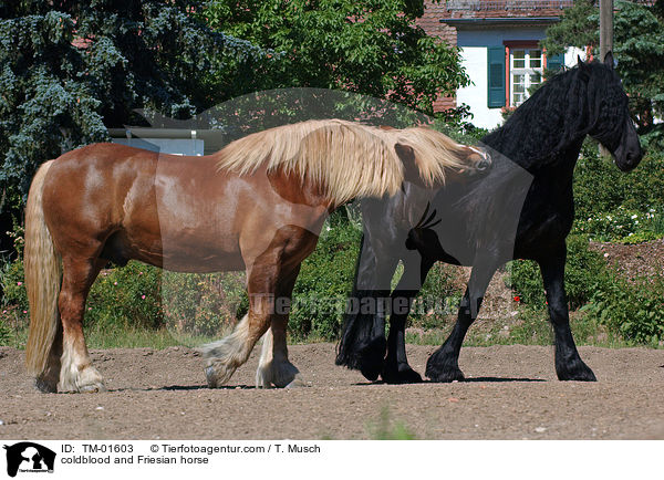 Schleswiger Kaltblut und Friese / coldblood and Friesian horse / TM-01603