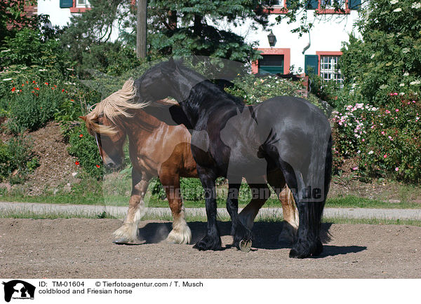 Schleswiger Kaltblut und Friese / coldblood and Friesian horse / TM-01604