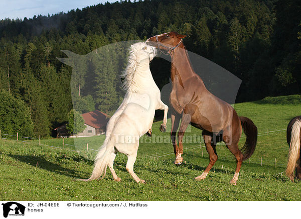 Pferde / horses / JH-04696