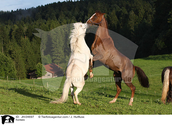 Pferde / horses / JH-04697