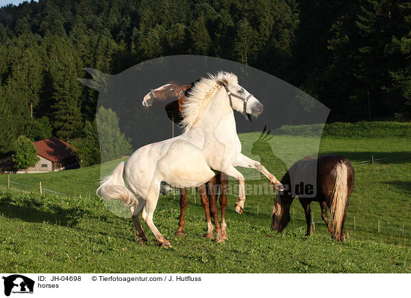 Pferde / horses / JH-04698
