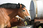 horse trough