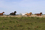 herd of horses