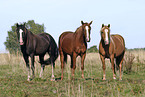 tree horses