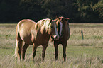 two horses