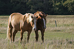 two horses