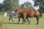 horses