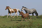 horses