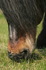 grazing cart horse